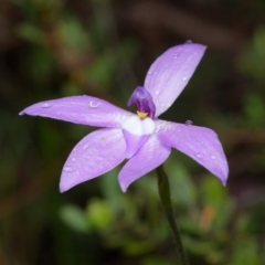 Glossodia major (Wax Lip Orchid) at Black Mountain - 2 Oct 2023 by RobertD