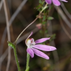Caladenia carnea (Pink Fingers) at Canberra Central, ACT - 2 Oct 2023 by RobertD
