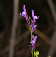 Linaria pelisseriana (Pelisser's Toadflax) at Canberra Central, ACT - 2 Oct 2023 by RobertD