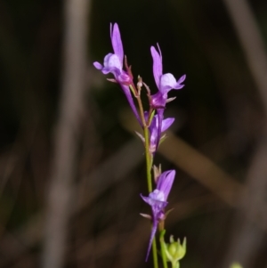 Linaria pelisseriana at Canberra Central, ACT - 2 Oct 2023 11:26 AM