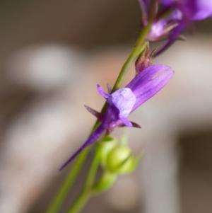 Linaria pelisseriana at Canberra Central, ACT - 2 Oct 2023