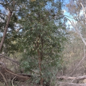 Hakea salicifolia at Belconnen, ACT - 2 Oct 2023