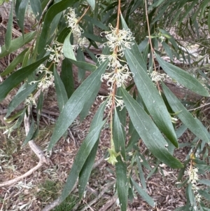 Hakea salicifolia at Aranda, ACT - 2 Oct 2023 05:34 PM