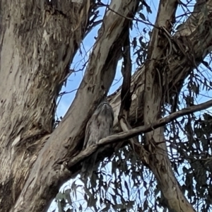 Podargus strigoides at Hackett, ACT - 2 Oct 2023