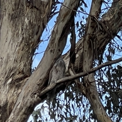 Podargus strigoides (Tawny Frogmouth) at Hackett, ACT - 2 Oct 2023 by Louisab