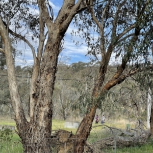 Podargus strigoides at Hackett, ACT - 2 Oct 2023