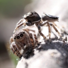 Maratus proszynskii (Peacock spider) at Rendezvous Creek, ACT - 2 Oct 2023 by patrickcox