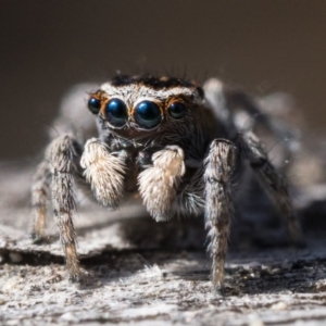 Maratus proszynskii at Rendezvous Creek, ACT - 2 Oct 2023