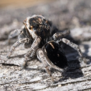 Maratus proszynskii at Rendezvous Creek, ACT - 2 Oct 2023