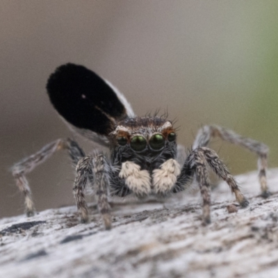 Maratus proszynskii (Peacock spider) at Rendezvous Creek, ACT - 2 Oct 2023 by patrickcox