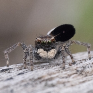 Maratus proszynskii at Rendezvous Creek, ACT - 2 Oct 2023 10:30 AM