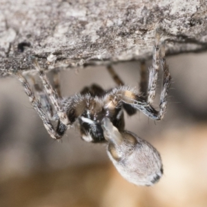 Maratus proszynskii at Rendezvous Creek, ACT - 2 Oct 2023 10:30 AM