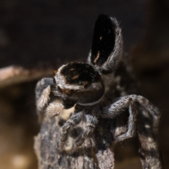 Maratus proszynskii at Rendezvous Creek, ACT - 2 Oct 2023 10:30 AM