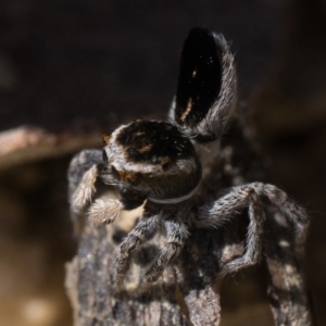 Maratus proszynskii at Rendezvous Creek, ACT - 2 Oct 2023 10:30 AM