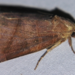 Anomis (genus) (An Erebid moth) at Sheldon, QLD - 25 Aug 2007 by PJH123