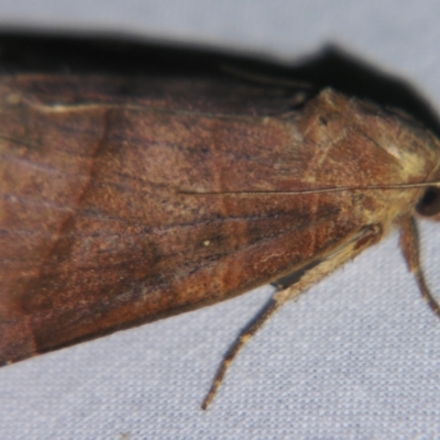 Anomis (genus) (A Noctuid moth (Eribidae)) at Sheldon, QLD - 25 Aug 2007 by PJH123