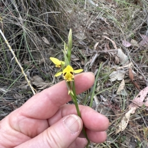 Diuris sulphurea at Aranda, ACT - 2 Oct 2023