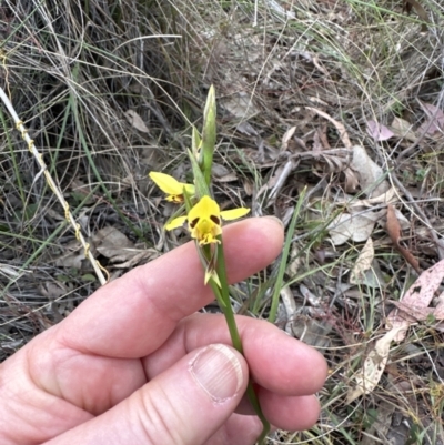 Diuris sulphurea (Tiger Orchid) at Aranda Bushland - 2 Oct 2023 by lbradley