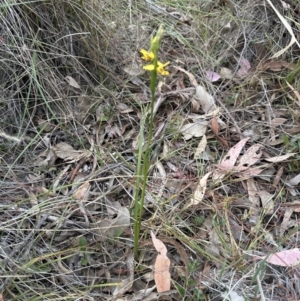 Diuris sulphurea at Aranda, ACT - 2 Oct 2023