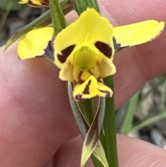 Diuris sulphurea at Aranda, ACT - 2 Oct 2023