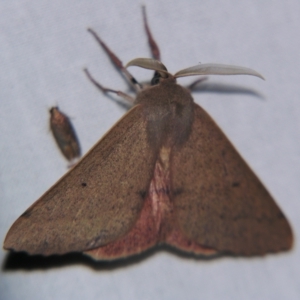 Arhodia lasiocamparia at Sheldon, QLD - suppressed