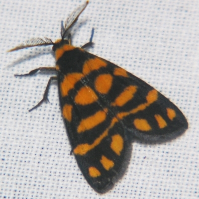 Asura lydia (Lydia Lichen Moth) at Sheldon, QLD - 24 Aug 2007 by PJH123