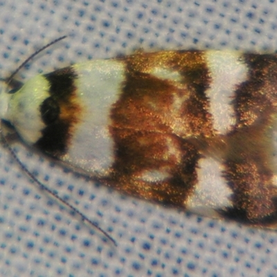 Catacometes phanozona (A Concealer moth) at Sheldon, QLD - 25 Aug 2007 by PJH123