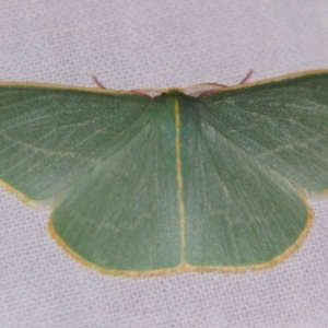 Chlorocoma carenaria at Sheldon, QLD - suppressed