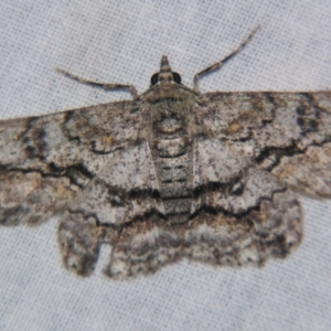 Cleora displicata at Sheldon, QLD - 25 Aug 2007