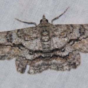Cleora displicata at Sheldon, QLD - suppressed