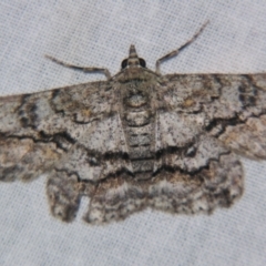 Cleora displicata (A Cleora Bark Moth) at Sheldon, QLD - 25 Aug 2007 by PJH123