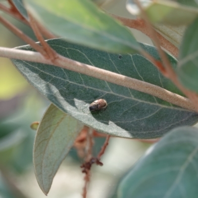 Automolius sp. (genus) (Scarab or Chafer beetle) at Katoomba Park, Campbell - 9 Feb 2023 by MargD