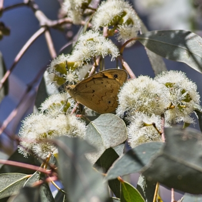 Heteronympha merope (Common Brown Butterfly) at Higgins Woodland - 2 Oct 2023 by Trevor