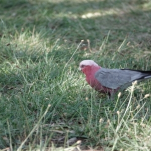 Eolophus roseicapilla at Campbell, ACT - 10 Feb 2023 04:38 AM