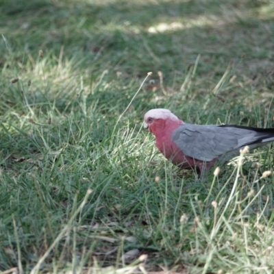 Eolophus roseicapilla (Galah) at Campbell, ACT - 9 Feb 2023 by MargD