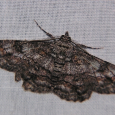 Cleora goldfinchi (4-spotted Bark Moth) at Sheldon, QLD - 25 Aug 2007 by PJH123