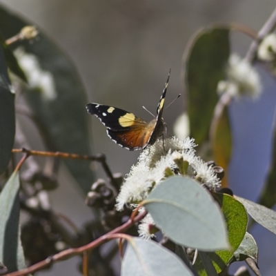 Vanessa itea (Yellow Admiral) at Higgins Woodland - 2 Oct 2023 by Trevor