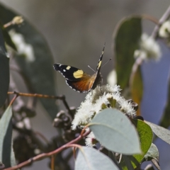 Vanessa itea (Yellow Admiral) at Higgins, ACT - 2 Oct 2023 by Trevor