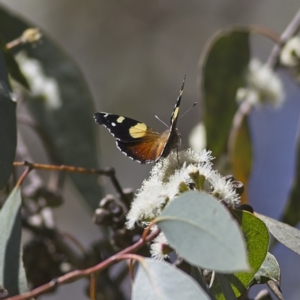 Vanessa itea at Higgins, ACT - 2 Oct 2023