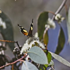 Vanessa itea at Higgins, ACT - 2 Oct 2023