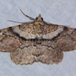 Cleora repetita at Sheldon, QLD - 25 Aug 2007