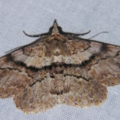 Cleora repetita at Sheldon, QLD - 25 Aug 2007