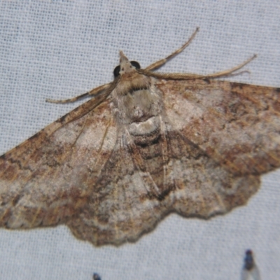 Cleora repetita (Ennominae) at Sheldon, QLD - 25 Aug 2007 by PJH123