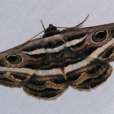 Donuca rubropicta (White Banded Noctuid Moth) at Sheldon, QLD - 25 Aug 2007 by PJH123