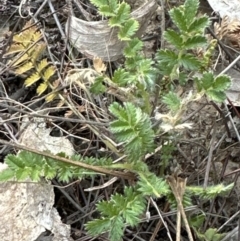 Acaena x ovina (Sheep's Burr) at Belconnen, ACT - 2 Oct 2023 by lbradley