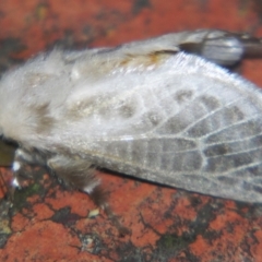 Doratifera pinguis (Pale Cup Moth) at Sheldon, QLD - 24 Aug 2007 by PJH123
