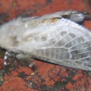 Doratifera pinguis at Sheldon, QLD - 24 Aug 2007