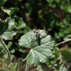 Tachinidae (family) (Unidentified Bristle fly) at Katoomba Park, Campbell - 9 Feb 2023 by MargD