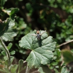 Tachinidae (family) (Unidentified Bristle fly) at Campbell, ACT - 10 Feb 2023 by MargD