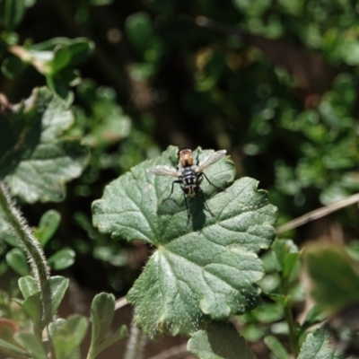 Tachinidae (family) (Unidentified Bristle fly) at Campbell, ACT - 9 Feb 2023 by MargD
